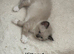3 beautiful Girl kittens