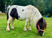 Shetland mare