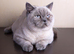 British shorthair cross kittens