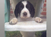 Working cocker spaniel puppy’s