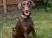 Beautiful chocolade and tan doberman boy