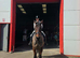16.1hh Thoroughbred gelding