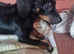 Only 1 left of 8 adorable dachshund puppies