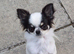 beautiful chihuahua longcoat