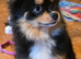 Pomchi black and tan female