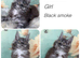 TICA registered Maine coon kittens