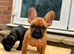 French Bulldog Puppies