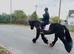 Stella Friesan x cob mare super safe!
