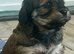 5 Adorable Cavachon puppies need loving homes