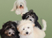 Coton de Tulear cross Toy poodle , Cotonpoo/cotonoodle