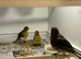 BEAUTIFUL FIFE CANARIES VARIEGATED COLOURS AVAILABLE
