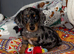 Miniature Dachshund Puppies – Ready For Their Forever Homes!