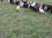 Sussex, Marian, bluebell & Blackrock hens