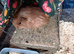2 female guinea pigs