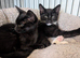 Urgent homes needed for lovely kittens available now