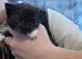 Kittens for sale READY NOW