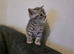 2 silver tabby british shorthair