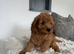 Miniature cockapoo puppies