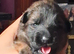 KC QUALITY GERMAN SHEPHERD PUPPIES