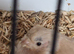 For sale double pastel Serbian bull finches hen.
