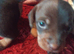 Dachshund X Puppies