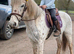 Gorgeous appaloosa cross gelding