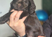 Show Cocker Spaniels