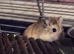 Daisy is looking for a new home