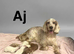 7 charming cockapoo girls and boys available