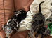 Miniature Dachshund Puppies - Ready For Their Forever Homes!
