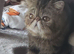 Brown Tabby Exotic Male