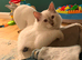 STUD Not for sale !  Ragdoll
