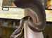 Lots of reptiles for rehome