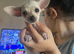 Beautiful chihuahua puppies