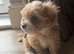 F1 Asian maltipoo puppies x small