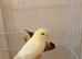 Pair of canary