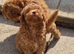Tiny Toy Poodle girl