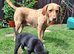 READY TO GO. 2 AVAILABLE. Labrador KC Reg Puppies.