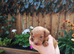 Toy jackapoo pups for sale