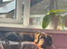 Dachshund n