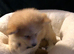 Pomsky stunning litter