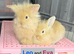 Double Maned Lionheads READY NOW