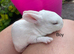 Ready to leave-Pure bred mini Rex