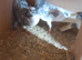Pigeons