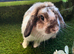 Mini lop. Female