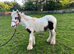 Piebald yearling colt