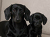 Solid black miniature dachshund