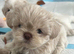 Five Beautiful White & Lavender Imperial / Tea- Cup Shih Tzu’s