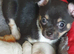 Chihuahua puppies ready now Lincolnshire