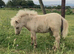SPSBS Registered filly